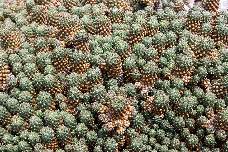 Jardín de Cactus